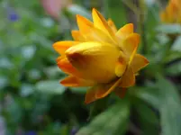 Strohblumenknospe.webp