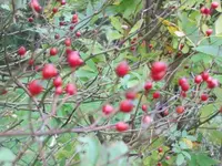 Bild 2091.webp
