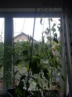 2012-11-04 13.19.11k.webp