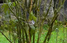 Haupenmeise.webp