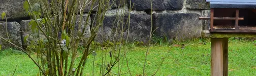 Haupenmeise1.webp