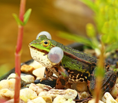 Teichfrosch2_mini.webp