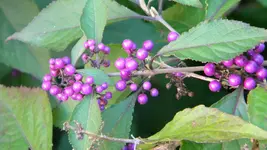DSCN3826.webp