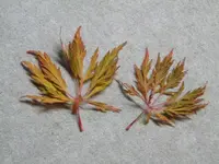 Bild 490.webp