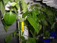 gelbe Chili 100_1230 (Large).webp