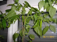 noch reifen 100_1231 (Large).webp