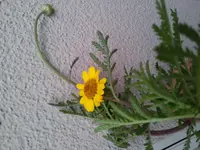 gelbe Blume.webp