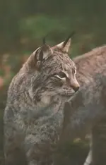 Rotluchs,Tierpark Sababurg Nov.´06.webp