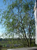 DSC07539.webp