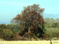_Herbstbaum.webp