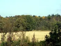 _Langsam wirds bunt.webp