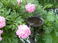 SDC17264.webp