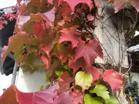 BILD1843.webp