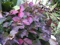 BILD1846.webp