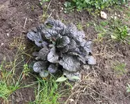 P1010007.webp