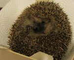 IMG_0184 - 2012-11-06- igel waage.jpg