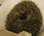IMG_0184 - 2012-11-06- igel waage.webp