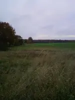 Wiese1Nov12.webp