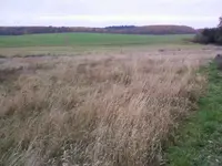 Wiese2Nov12.webp