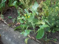 100_3291.webp