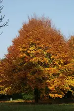 Herbstlich_2_DSC00845.webp