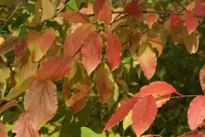 Herbstlich_3_DSC00883.webp