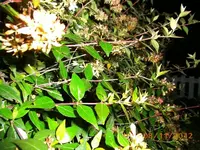 PICT0432m.webp