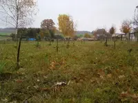 TannenwäldchenNov12.webp