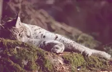 Luchs001.webp