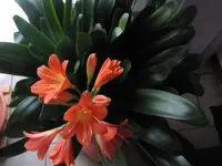 Bild 2320.webp