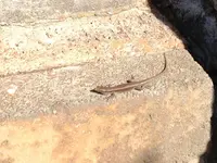 Madeira IPhone 062.webp
