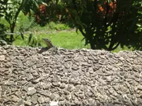 Madeira-IPad 1251.webp