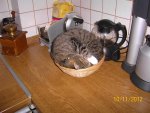 Brötchenkatze 100_1239 (Large).JPG