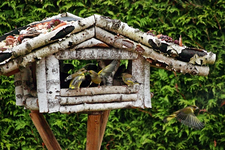 emsiges Treiben im Vogelhaus_640.webp