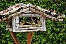 Grünling im Abflug_640.webp