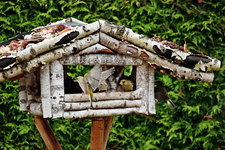 Grünling im Anflug_640.webp