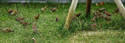 ordentlich was los unter dem Vogelhaus_900.webp