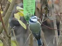 Blaumeise.webp