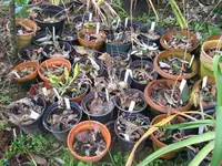 IMG_hosta1_1024x768.webp