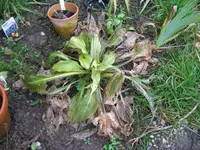 IMG_hosta_1024x768.webp