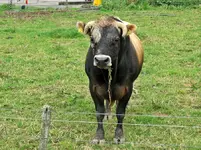 Copy of IMG_4506v.webp