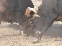 DSCN3016 (800x600).webp