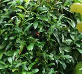 comp_DSC00940.webp