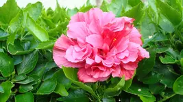 Madeira-IPad 507.webp
