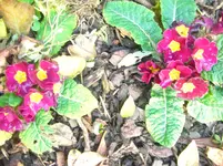 CIMG9531.webp