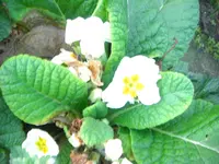 CIMG9533.webp
