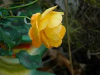 CIMG9537.webp