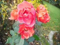 CIMG9532.webp