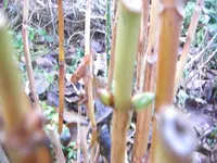 CIMG9552.webp