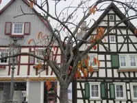 Bild 2393.webp